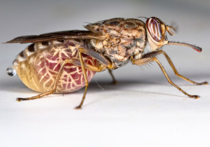 Tsetse-fly